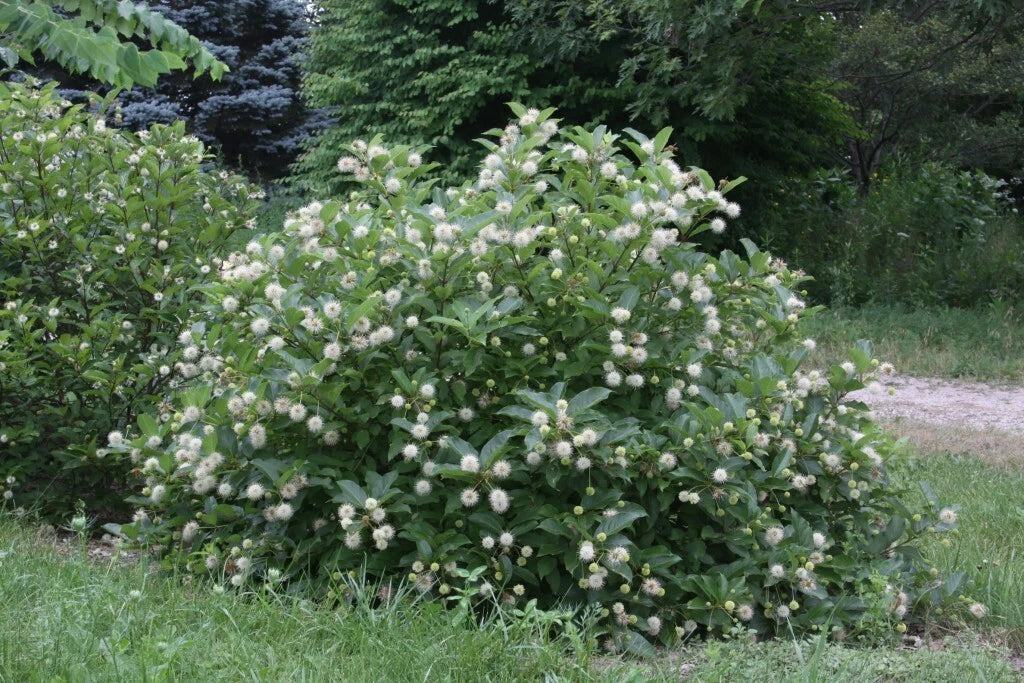 Buttonbush Live Plant Set of 2 – Native Cephalanthus occidentalis, Fragrant Shrubs for Wet Soils, Rain Gardens, 16+ Inches