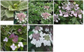Hydrangea Cuttings 4-6" Variegated Foliage Ice Pink Purple White Flowers Hydrangea spp.