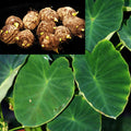 Dwarf Green Taro Bulbs - Edible Tropical Aquatic Plant for Koi Ponds - Colocasia esculenta - 10 Pack