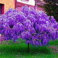 Chinese Blue Wisteria Seeds - 5 Pack, Fast Climbing Flower Vine, Wisteria sinensis for Garden, Trellis & Arbor