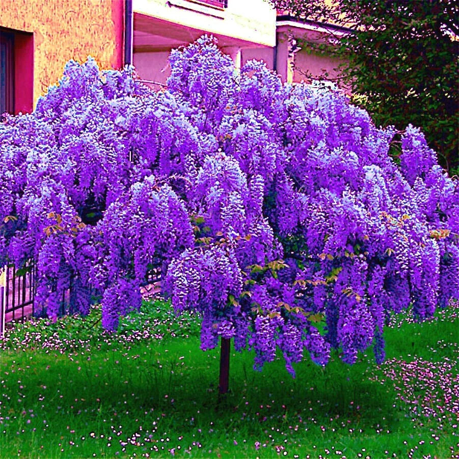 Chinese Blue Wisteria Seeds - 5 Pack, Fast Climbing Flower Vine, Wisteria sinensis for Garden, Trellis & Arbor