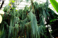 Kashmir Bhutan Weeping Cypress Tree Seeds - Blue Evergreen - Cupressus Cashmeriana - Drought Tolerant Landscape Plant