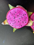 Organic Dragon Fruit Cutting 6+ Inches Purple Haze Pitaya Hylocereus undatus for Gardening
