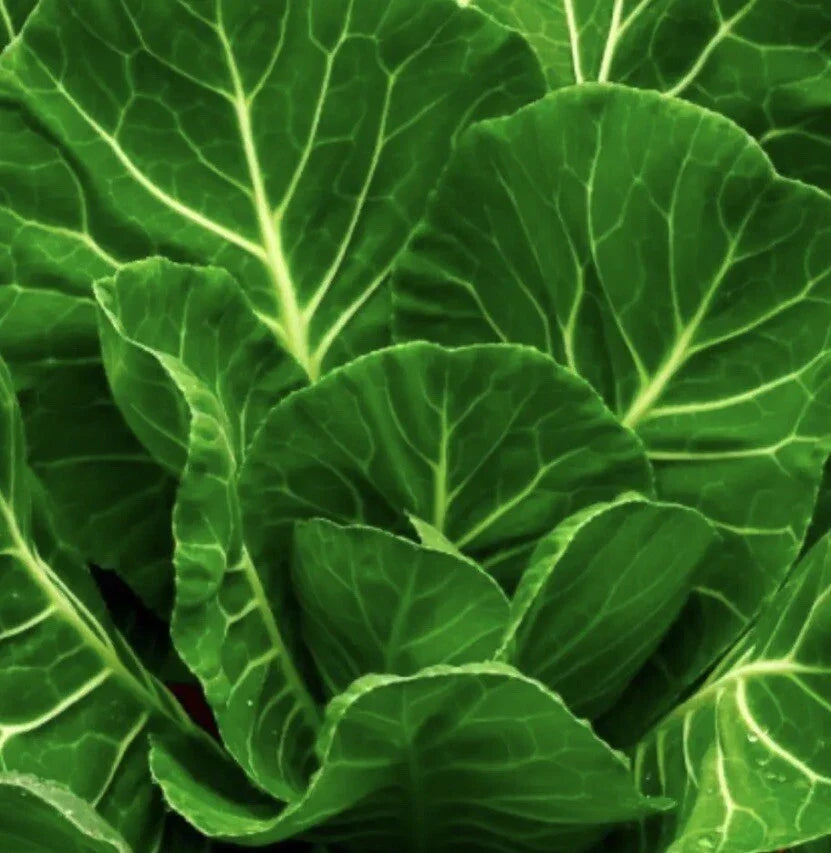Champion Collard Greens Seeds - Non-GMO Brassica oleracea Vegetable Seeds for Home Gardening