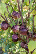 Deep Purple Tomatillo Seeds 50 Ct, Physalis ixocarpa, Non-GMO, Heirloom, Full Sun, Garden Planting