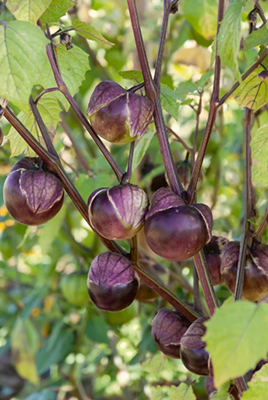 Deep Purple Tomatillo Seeds 50 Ct, Physalis ixocarpa, Non-GMO, Heirloom, Full Sun, Garden Planting