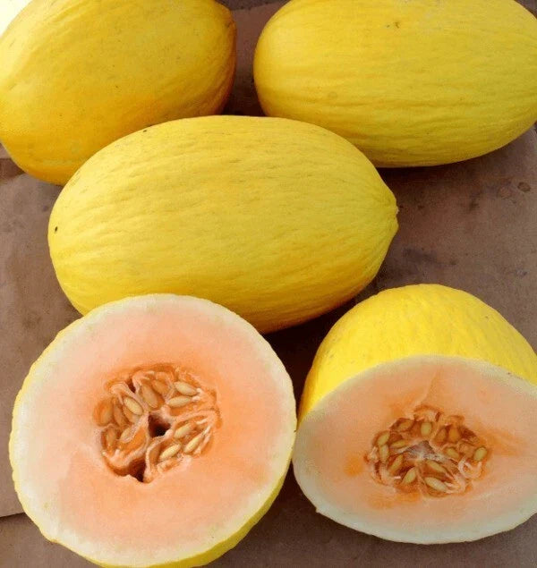 Fresh Sweet Crenshaw Melon Seeds - 20 Premium Cucumis melo var. inodorus Seeds for Home Garden, Juicy, Sweet, High Germination Rate