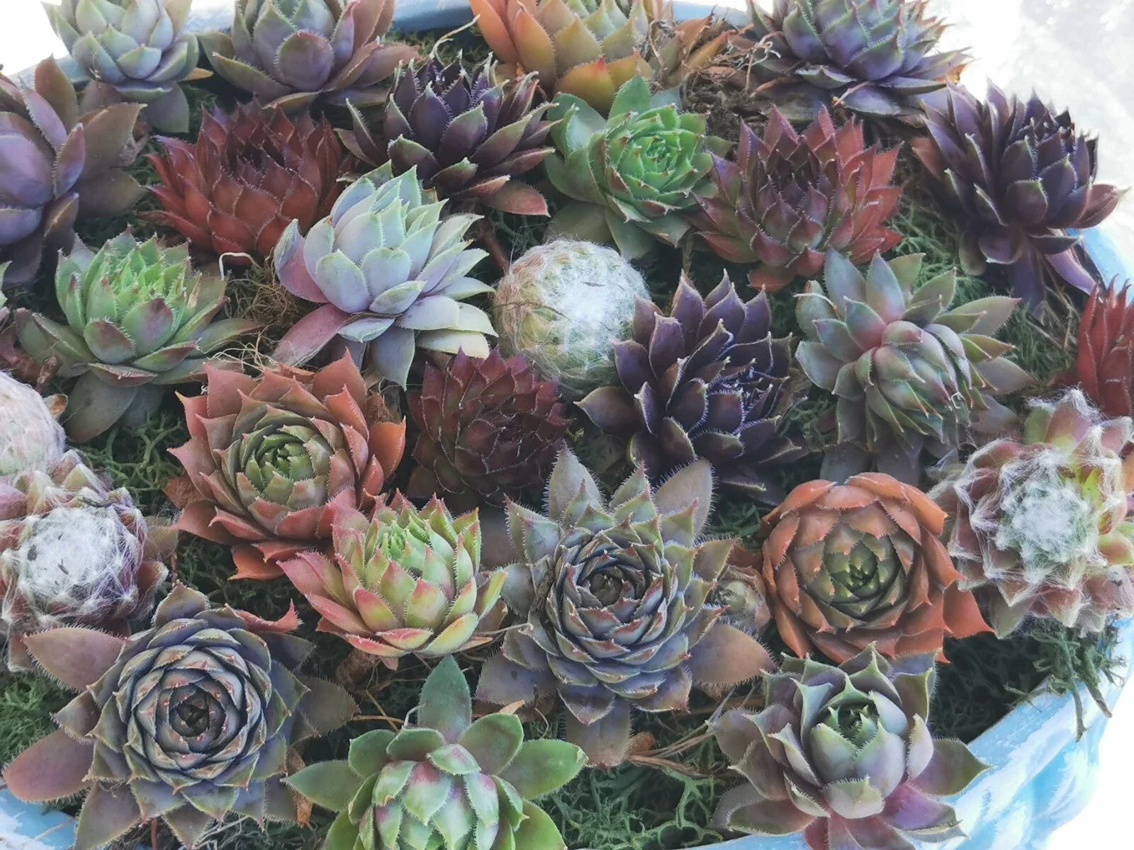 Succulent Plants 9 Varieties Hen and Chick Sempervivum Cold Hardy Indoor Outdoor Live Plants