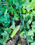 Honey Green Flesh Melon Seeds - 20+ Non-GMO Heirloom Cucumis melo Fruit Seeds for Home Garden, Container, or Raised Bed Cultivation