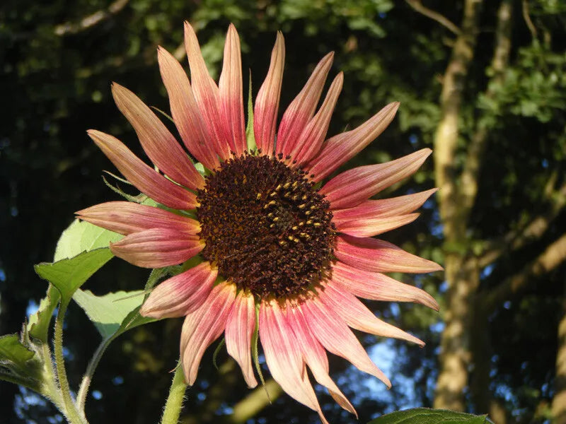 Sunflower Seeds Indian Blanket Wildflower - 25+ Pack, Annual, Gaillardia pulchella, Native USA, Easy to Grow, Pollinator Attractant