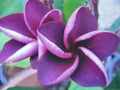 Purple Plumeria Seeds - Perennial Frangipani Seeds for Garden, Pot, or Landscape - Plumeria rubra, Tropical Flower Seeds, US Seller