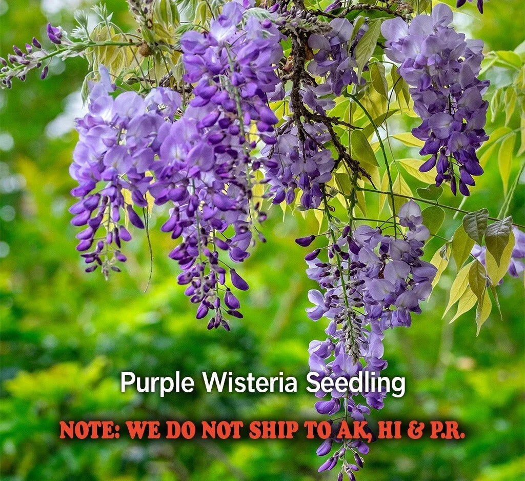 Purple Wisteria Live Plant Seedling in 2.5" Pot – Wisteria sinensis for Garden, Climbing Vine, Fragrant Blooms
