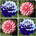 Dahlia Seeds 20pcs - Varying Colors - Perennial Flowers - Dahlia pinnata - Garden, Border, Container Plant