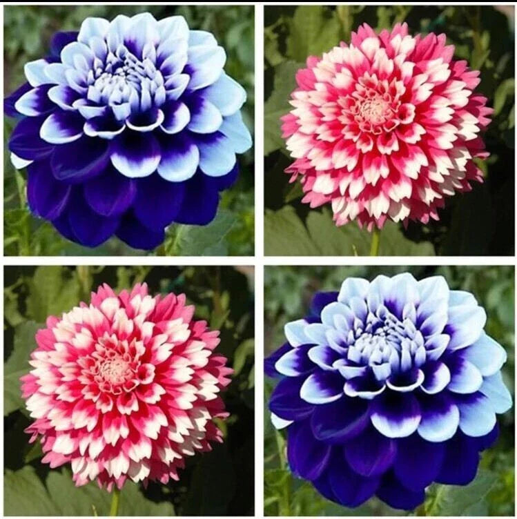 Dahlia Seeds 20pcs - Varying Colors - Perennial Flowers - Dahlia pinnata - Garden, Border, Container Plant