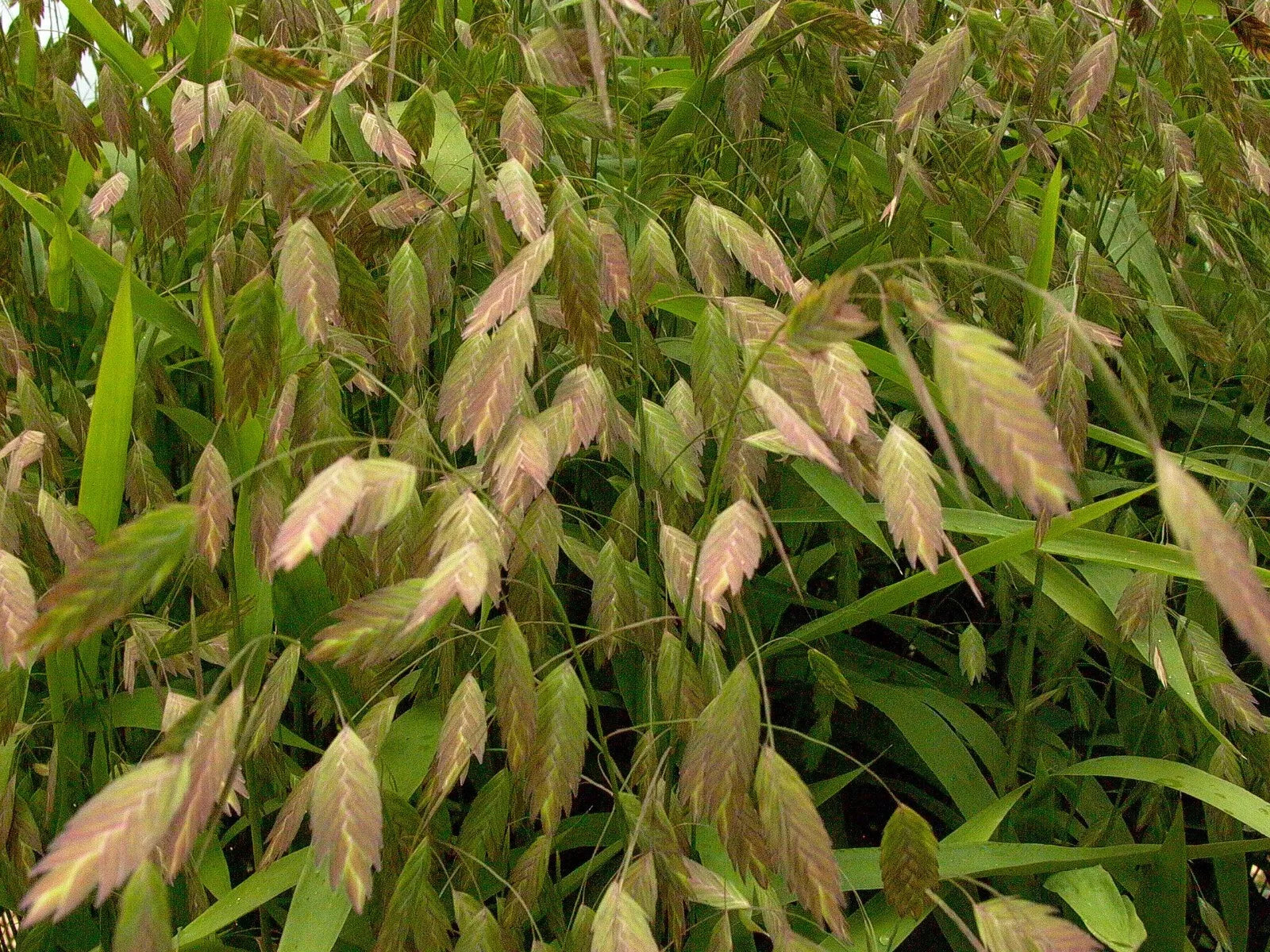 Native Grass Roots - 10 Chasmanthium latifolium Northern Sea Oats - Organic, Ornamental, Low Maintenance