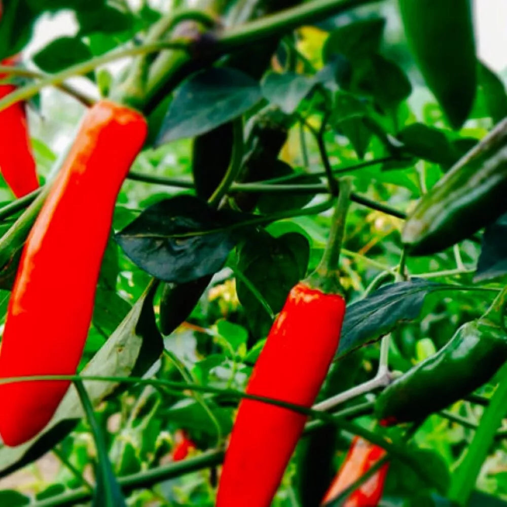 Serrano Hot Pepper Seeds - Heirloom NON-GMO Capsicum annuum for Spicy Garden, Fresh Seeds