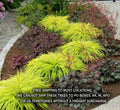 Japanese Forest Grass Plants - All Gold or Aureola - Ornamental Hakonechloa macra 1 Gallon Pot
