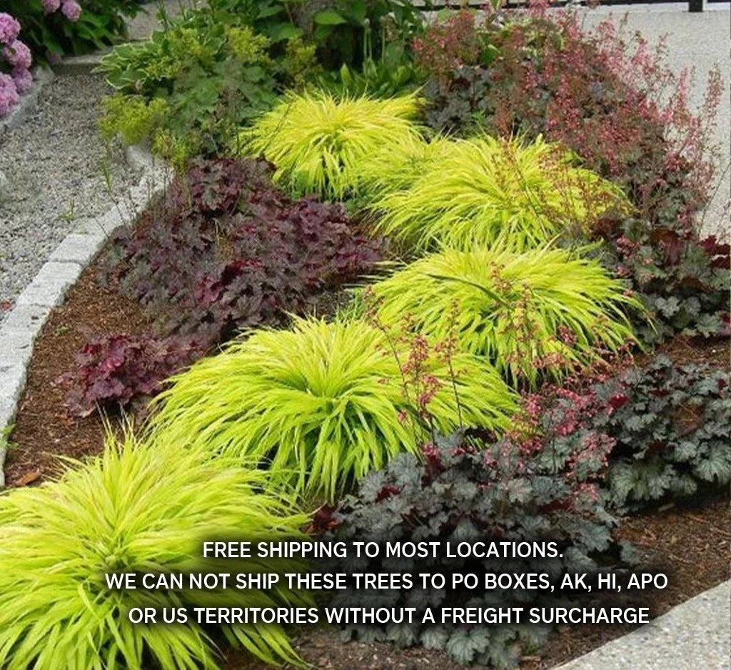 Japanese Forest Grass Plants - All Gold or Aureola - Ornamental Hakonechloa macra 1 Gallon Pot