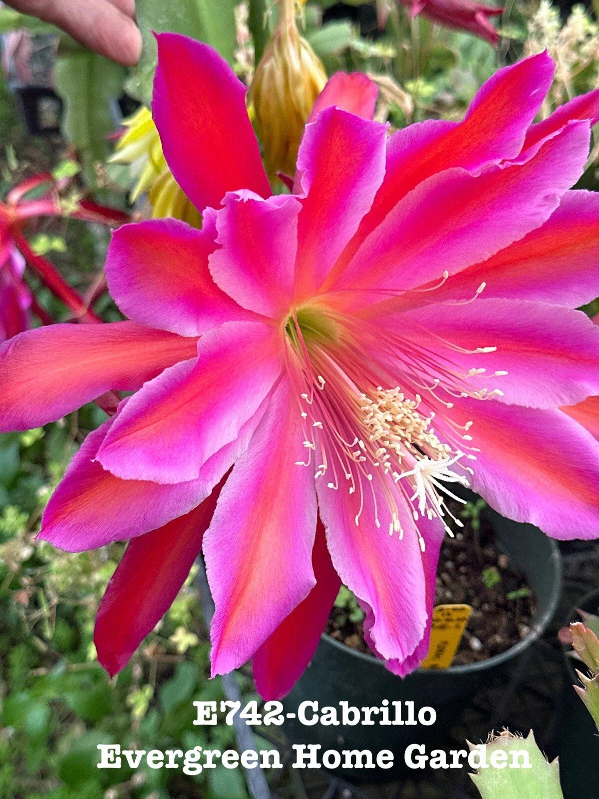 Epiphyllum Orchid Cactus Plant "Cabrillo" in 4” Starter Pot, Rooted Succulent for Indoor Gardening, Epiphyllum spp.