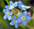 Forget Me Not Flower Seeds - 100 Non-GMO Myosotis spp. Blue Blooms for Gardens & Borders