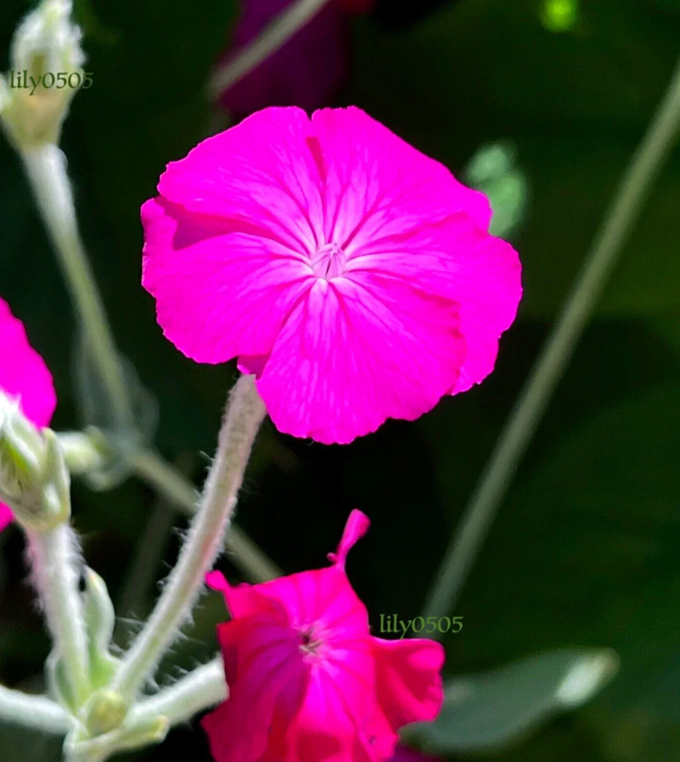 Rose Campion Plants - 5 Mature Perennials in Magenta Lychnis coronaria, Low Maintenance, Self-Seeding, Deer Proof