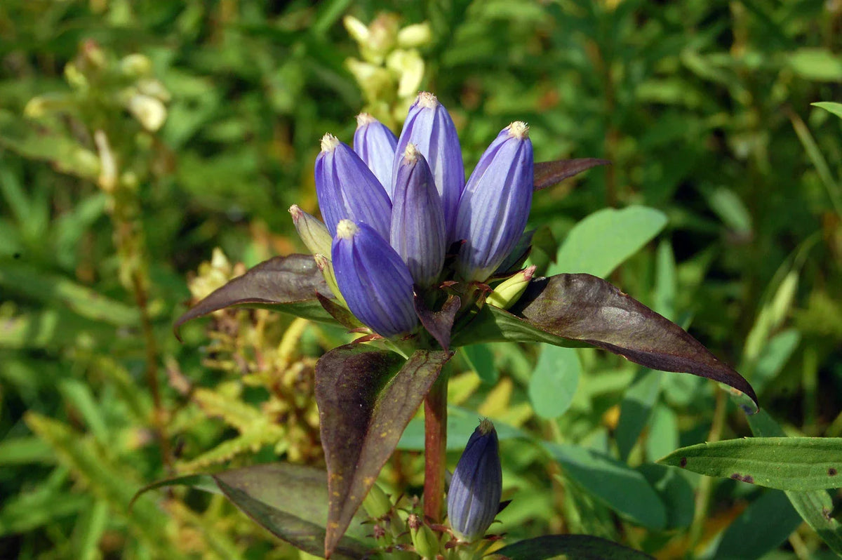 Bottle Gentian Seeds - 570 Pack, Vibrant Blue Perennial Flowers, Gentiana andrewsii, Easy to Grow, Pollinator Attracting, Free Shipping 15+