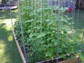 Kentucky Wonder Pole Bean Seeds – Heirloom Climbing Bean Pack of 50 – Phaseolus vulgaris, High Yield, Disease-Resistant