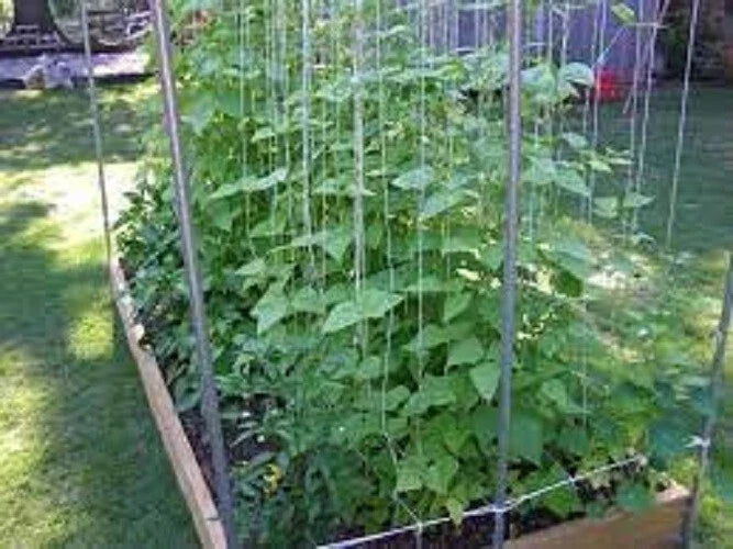 Kentucky Wonder Pole Bean Seeds – Heirloom Climbing Bean Pack of 50 – Phaseolus vulgaris, High Yield, Disease-Resistant