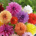 Mixed Dinnerplate Dahlia Bulbs - 3 Large Tubers - Assorted Colors - Dahlia pinnata for Cutting Gardens & Borders