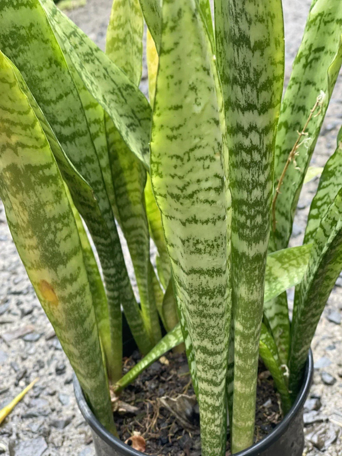 Sansevieria Leaf Cuttings - Organic Hawaii Grown Snake Plant - Mother-in-Law's Tongue - Sansevieria trifasciata