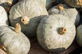 Blue Prince Pumpkin Seeds - 25+ Pack, Cucurbita pepo, Heirloom, Non-GMO, Garden Planting, Vibrant Blue Skin, Edible & Decorative