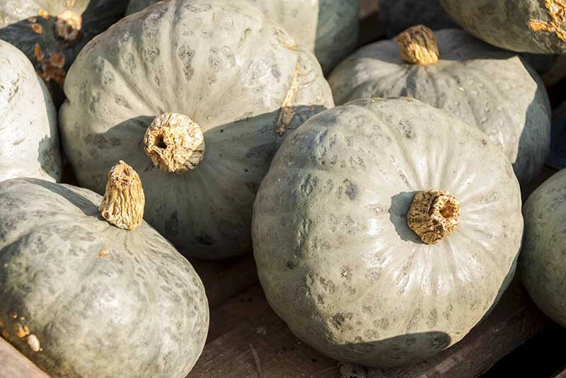 Blue Prince Pumpkin Seeds - 25+ Pack, Cucurbita pepo, Heirloom, Non-GMO, Garden Planting, Vibrant Blue Skin, Edible & Decorative