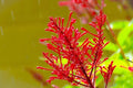 Chilean Fire Bush Seeds - 20 Pack - Embothrium coccineum with Vibrant Red Flowers - Hardy Perennial for Garden Landscape