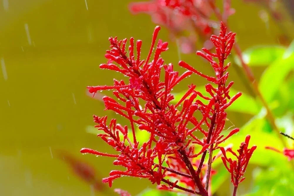 Chilean Fire Bush Seeds - 20 Pack - Embothrium coccineum with Vibrant Red Flowers - Hardy Perennial for Garden Landscape