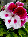 Geranium Starter Cuttings, White/Purple Perennial, 2 Cuttings, Pelargonium