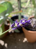 English Lavender Seeds - Organic Non-GMO Herb - Lavandula angustifolia - Easy to Grow for Garden, Borders & Containers