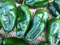 Ancho Poblano Hot Pepper Seeds - 25+ Pack, Capsicum annuum, Gourmet Culinary, Non-GMO, Easy to Grow, Garden & Container Planting