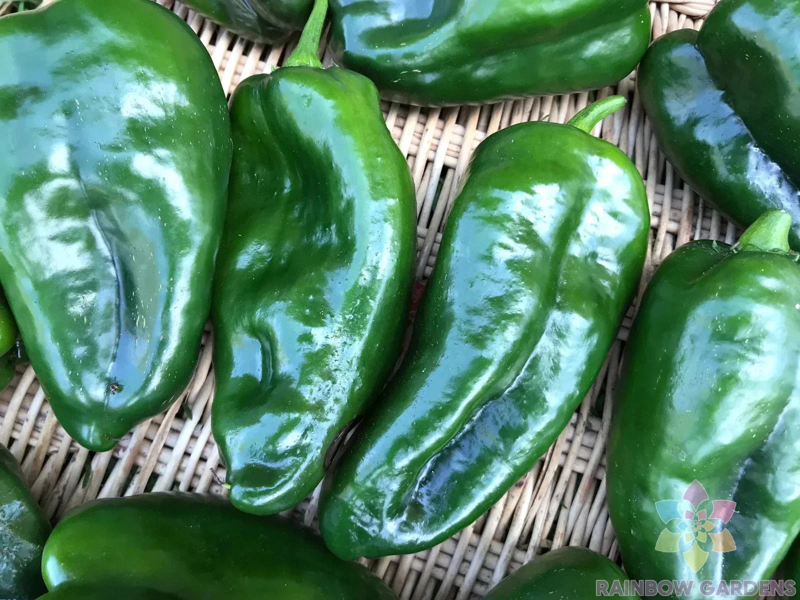Ancho Poblano Hot Pepper Seeds - 25+ Pack, Capsicum annuum, Gourmet Culinary, Non-GMO, Easy to Grow, Garden & Container Planting