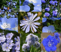Wildflower Seeds 1 Oz Bulk Blue Mix - Native Blue Wildflowers for Pollinators & Gardens