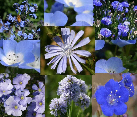 Wildflower Seeds 1 Oz Bulk Blue Mix - Native Blue Wildflowers for Pollinators & Gardens