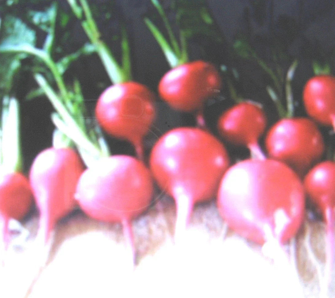 Crimson Giant Radish Seeds - 100 Count, Raphanus sativus, Fast-Growing, Crisp, Vibrant Red, Non-GMO Vegetable Seeds