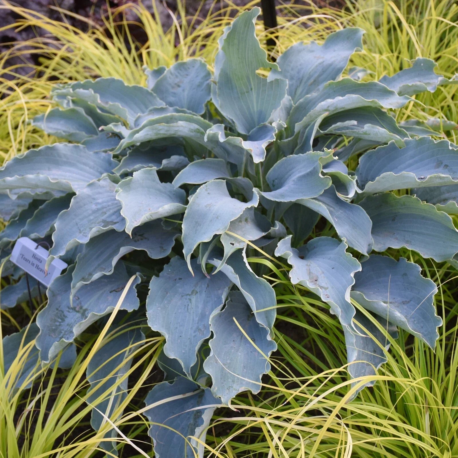 Hosta Tears in Heaven Perennial Plant 5.25" Pot Blue Weeping Shade Garden Hosta spp.
