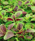 Amaranth Seeds 1000 Red Beauty Chinese Spinach Yin Cho Callaloo Heirloom Gardening