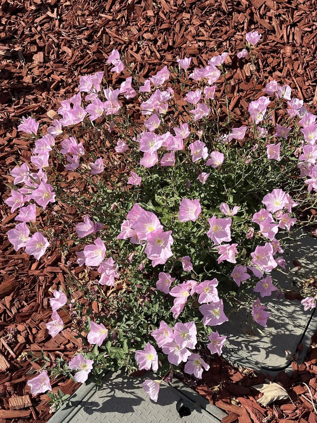 Showy Evening Primrose Seeds - Pink Flowers, Oenothera speciosa, Perennial, 500+ Seeds for Borders, Wildflower Gardens
