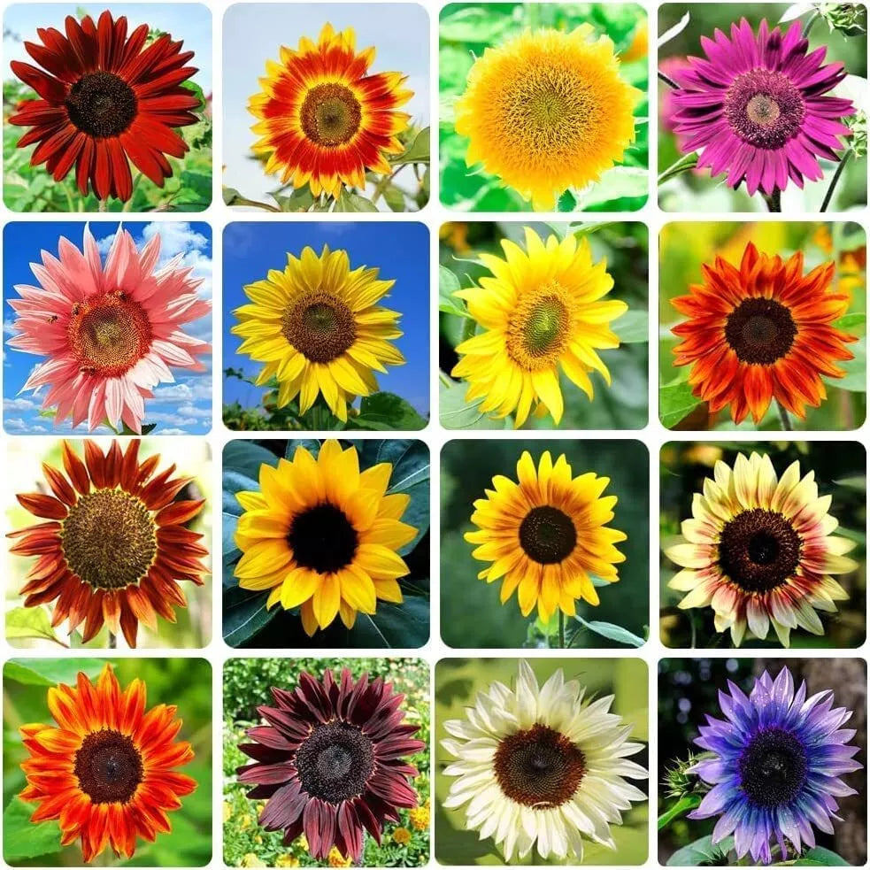 Bulk Sunflower Seeds Mix - Heirloom Non-GMO Varieties for Planting, Helianthus annuus