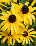 Black Eyed Susan Seeds - GOLDILOCKS Variety - Rudbeckia hirta - Non-GMO, Double Bloom, Full Sun, 10,000 Seeds