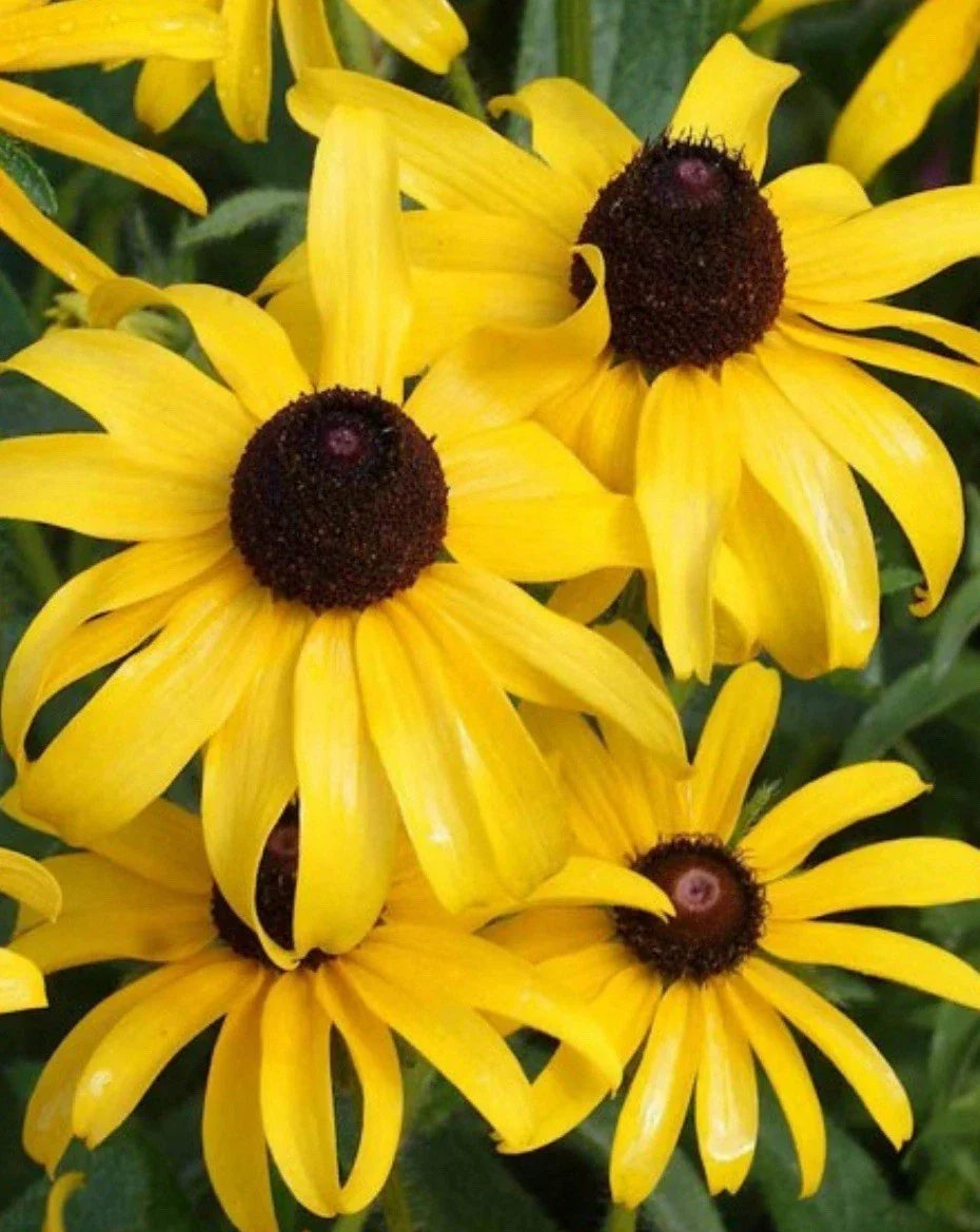Black Eyed Susan Seeds - GOLDILOCKS Variety - Rudbeckia hirta - Non-GMO, Double Bloom, Full Sun, 10,000 Seeds