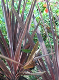 Dracaena 'Bronze Spike' Seeds - Pack of 15, Indoor Houseplant, Ornamental Foliage, Tropical Plant, Dracaena marginata