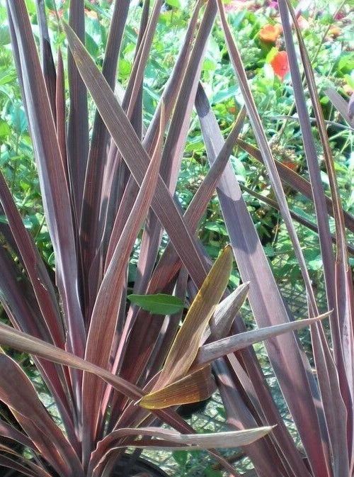 Dracaena 'Bronze Spike' Seeds - Pack of 15, Indoor Houseplant, Ornamental Foliage, Tropical Plant, Dracaena marginata