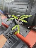 Hoya Wayetii Tricolor Variegated Plant in 2.5" Pot, Hoya kentiana Indoor Houseplant, Low Maintenance, Trailing Vine
